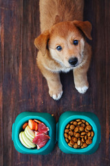 Natural food in a bowl as opposite of dry dog'd food. The dog faces a choice. Flat lay - 213683076