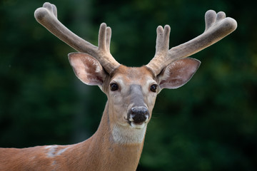 White-tailed deer buck with velvet on antlers