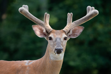 White-tailed deer buck with velvet on antlers