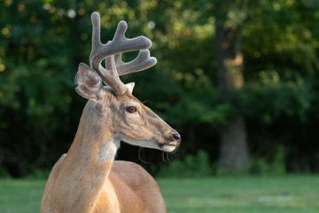 White-tailed deer buck with velvet on antlers