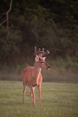 Naklejka na ściany i meble Large white-tailed deer buck in summer