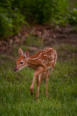 white-tailed deer fawn