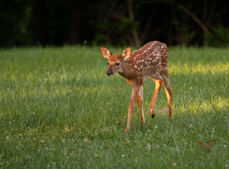 white-tailed deer fawn