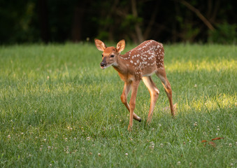 white-tailed deer fawn