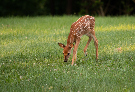 Fototapeta white-tailed deer fawn