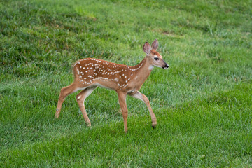 white-tailed deer fawn