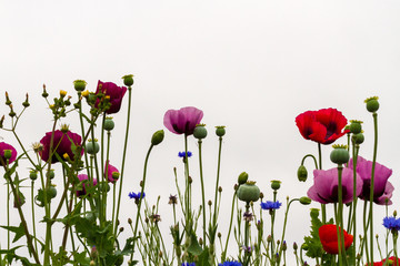 Wildflowers, especially poppies, growing in front of a white background