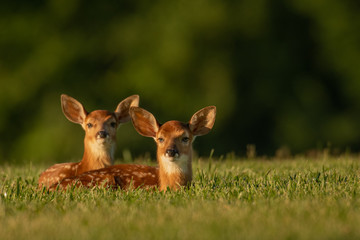 Two white-tailed deer fawns