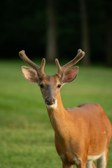 White-tailed deer buck with velvet on antlers