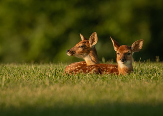 Two white-tailed deer fawns