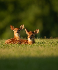Two white-tailed deer fawns