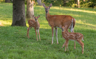 Obraz premium Whitetail doe and two fawns