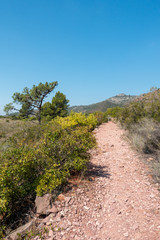 Fototapeta premium The desert of the palms under the blue sky