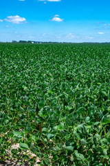 Fototapeta na wymiar Soybean field in summer
