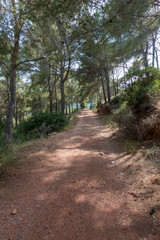 Obraz premium The desert of the palms under the blue sky