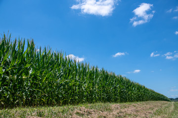 Cornfield and blue sky