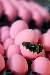 Horse Pee eggs, Thailand