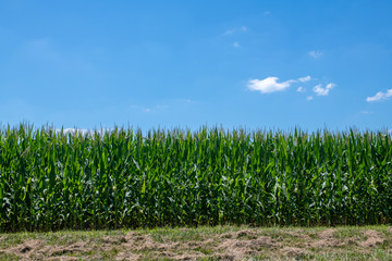 Fototapeta premium Cornfield and blue sky
