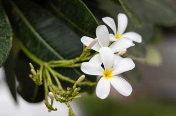 Obraz na płótnie Canvas White Flower