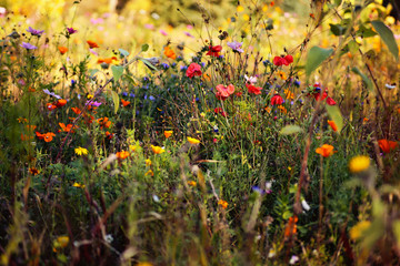 Fototapeta premium Wildblumenwiese