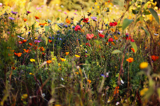 Wildblumenwiese