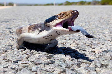 Blue Tongue Skink in defensive posture, Western Australia