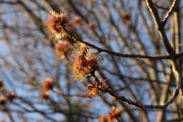 Macro view of staminate (male) flowers on a red maple (Acer rubrum) tree in early spring with blue sky background