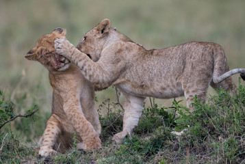 Two lion cube playing after feeding at a kill site in Masai Mara Game Reserve, Kenya
