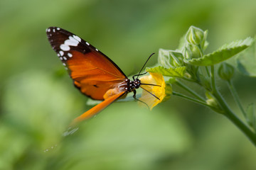 Obraz na płótnie Canvas Orange and Black butterfly feeding on a yellow flower