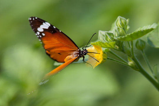 Orange and Black butterfly feeding on a yellow flower