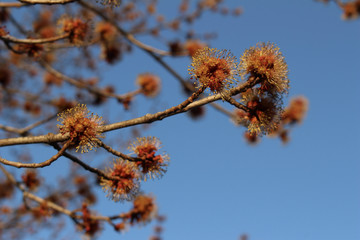 Macro view of staminate (male) flowers on a red maple (Acer rubrum) tree in early spring with blue sky background
