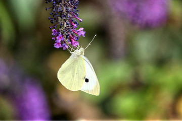 Pieris rapae Small White Butterfly, feeding upside down on a purple butterfly bush, against a blurred green and purple background 