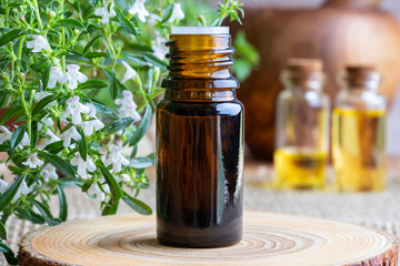 A bottle of mountain savory essential oil with fresh Satureja montana