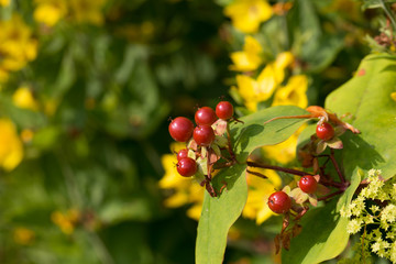 Red Berries