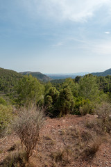 The desert of the palms under the blue sky