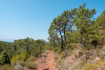 Obraz premium The desert of the palms under the blue sky