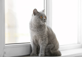 Cute funny cat on window sill