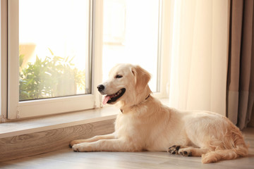 Cute dog near window at home
