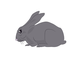 hare sits vector
