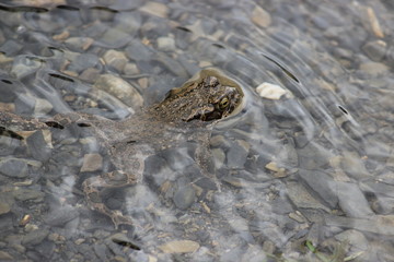 swimming Frog, georgia