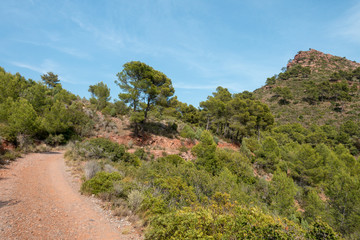 Naklejka premium The desert of the palms under the blue sky