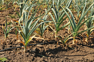 Young green garlic sprouts growing in field