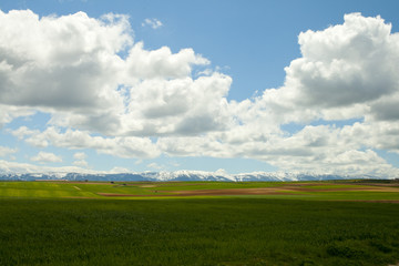 Green meadow under blue sky with clouds