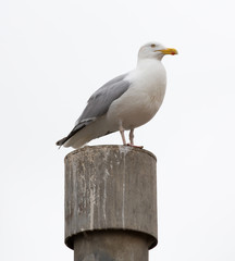Seagull on Guard