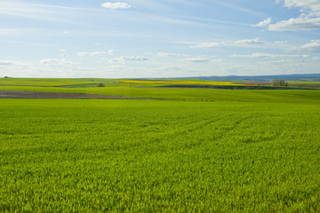 Green meadow under blue sky with clouds