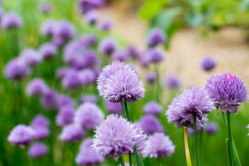 Purple Flowers