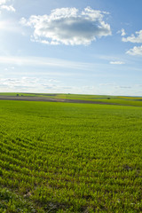 Green meadow under blue sky with clouds