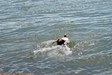 Nilgans beim landen im Wasser