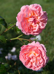 Blooming salmon-pink English rose in the garden on a sunny day. Rose Strawberry Hill