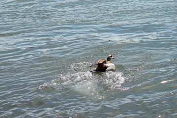 Nilgans beim landen im Wasser